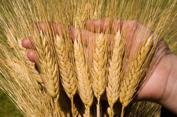 Ukraine giảm xuất khẩu lúa mỳ cứng sau kỷ lục năm 2018